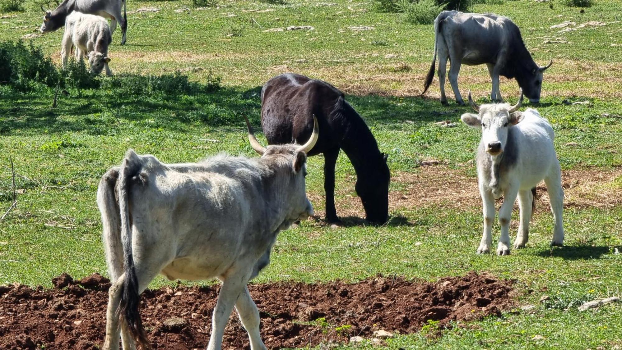 Agriturismo Iazzo Scagno マルティナ・フランカ エクステリア 写真